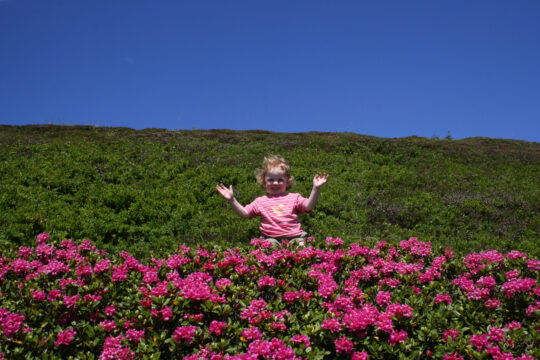 Sommer Almrosen Kinder 2